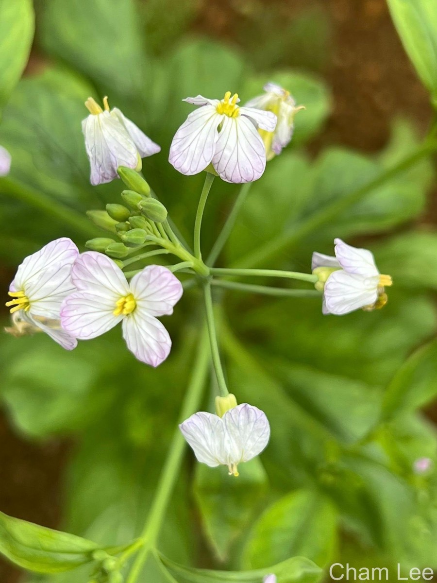 Raphanus raphanistrum L.